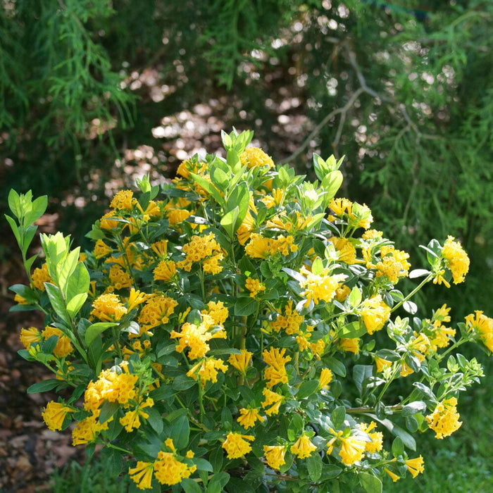 Orange Cestrum 'Juiced'