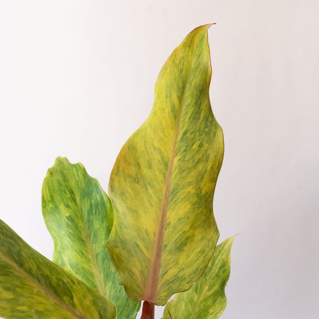 Orange Marmalade Philodendron 'Orange You Gorgeous', view 2
