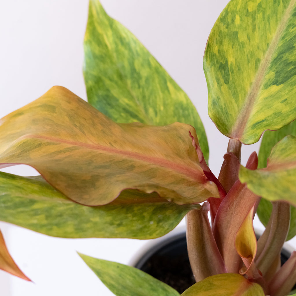 Orange Marmalade Philodendron 'Orange You Gorgeous', view 3