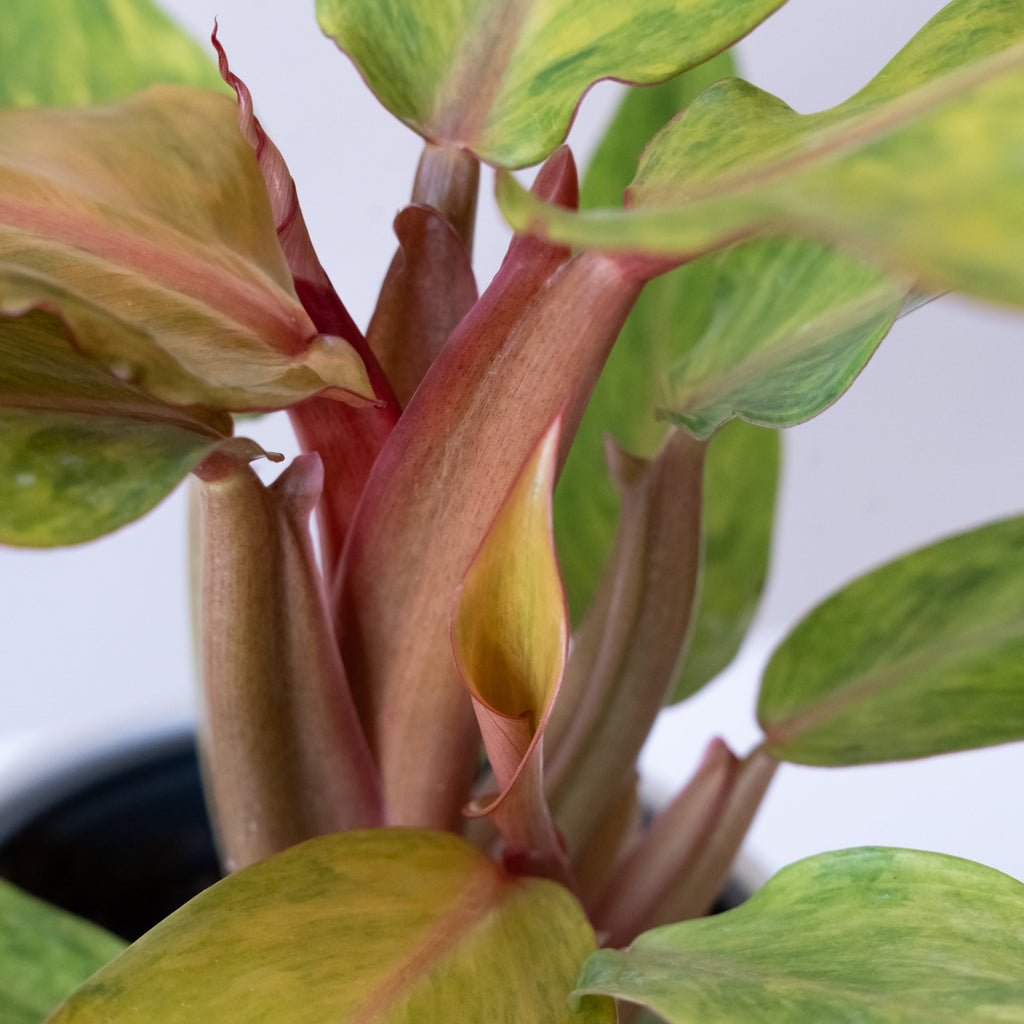 Orange Marmalade Philodendron 'Orange You Gorgeous', view 4