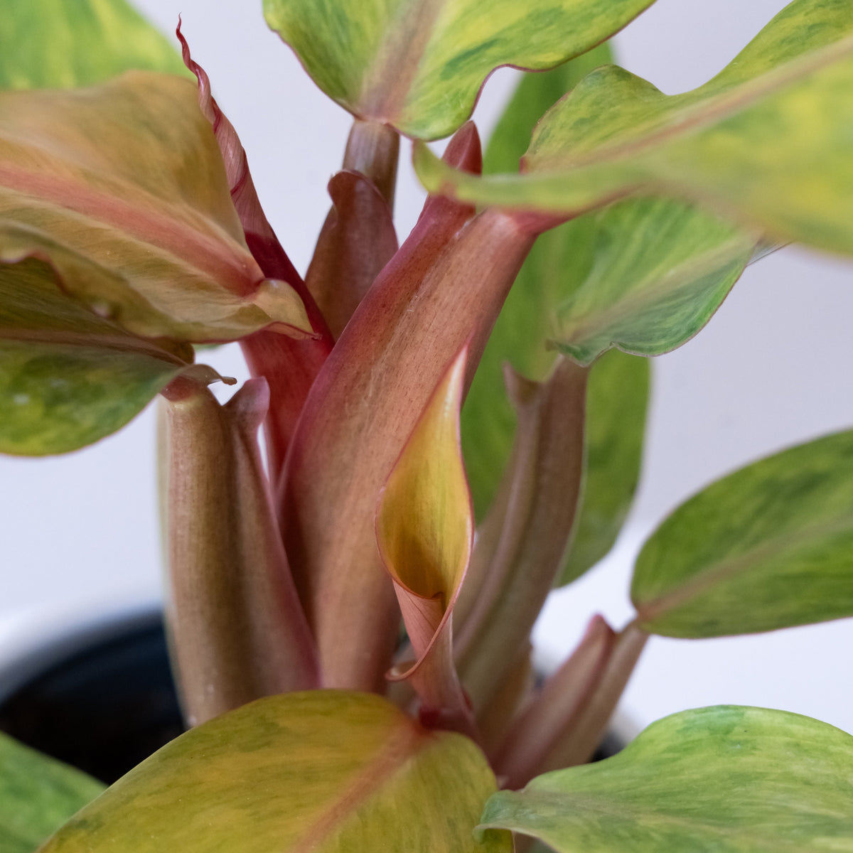 Orange Marmalade Philodendron 'Orange You Gorgeous', view 4