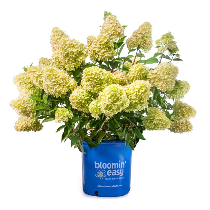 Panicle Hydrangea 'Dragon Baby'
