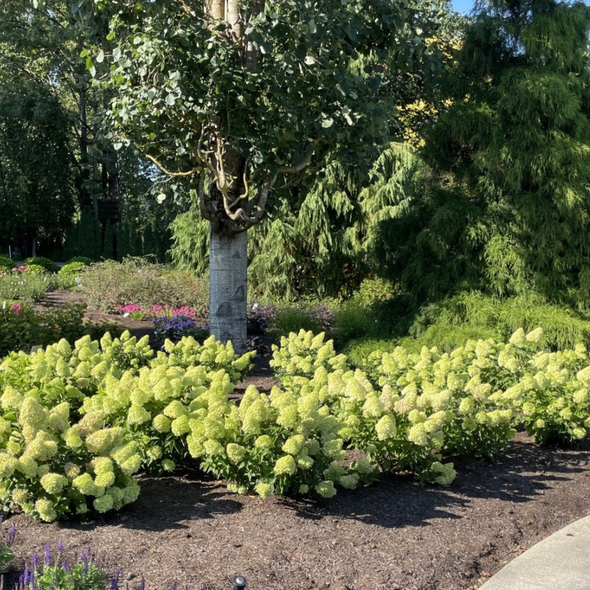 Compact panicle hydrangea with cone-shaped white and pink flowers (view 2)