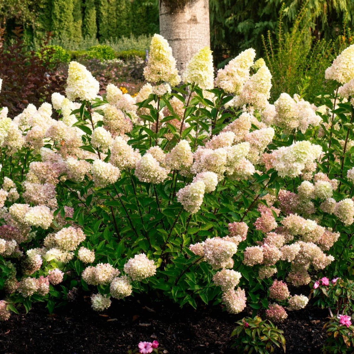Compact panicle hydrangea with cone-shaped white and pink flowers (view 3)