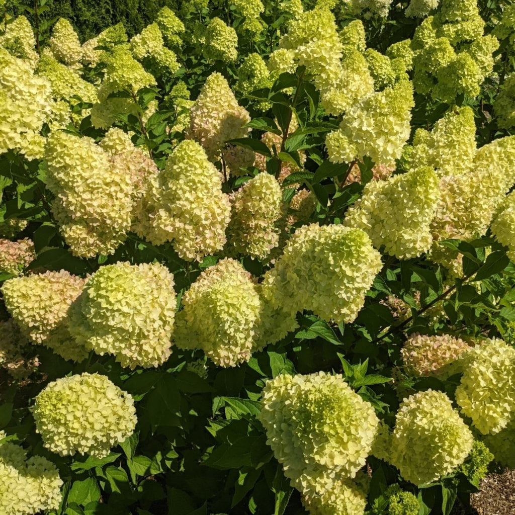 Compact panicle hydrangea with cone-shaped white and pink flowers (view 5)