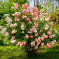 Panicle hydrangea with cone-shaped flowers in white, pink and red