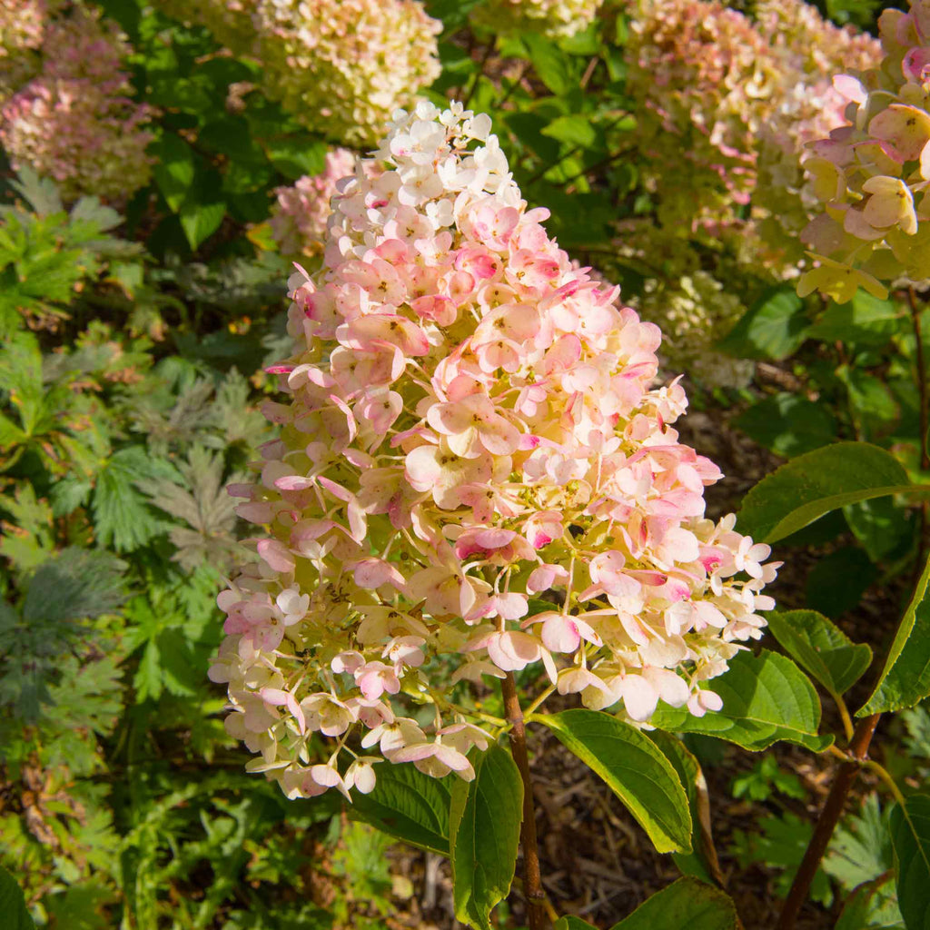 Panicle hydrangea with cone-shaped flowers in white, pink and red (view 2)