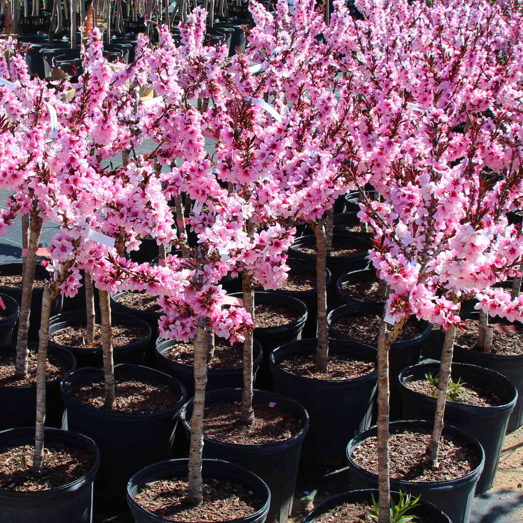 Dwarf peach tree with narrow burgundy-red leaves