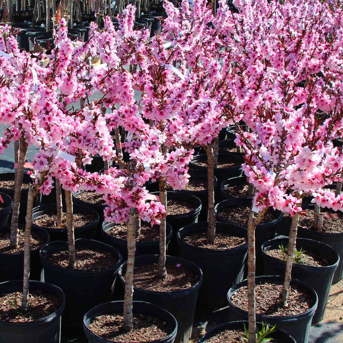 Patio Peach 'Bonfire'