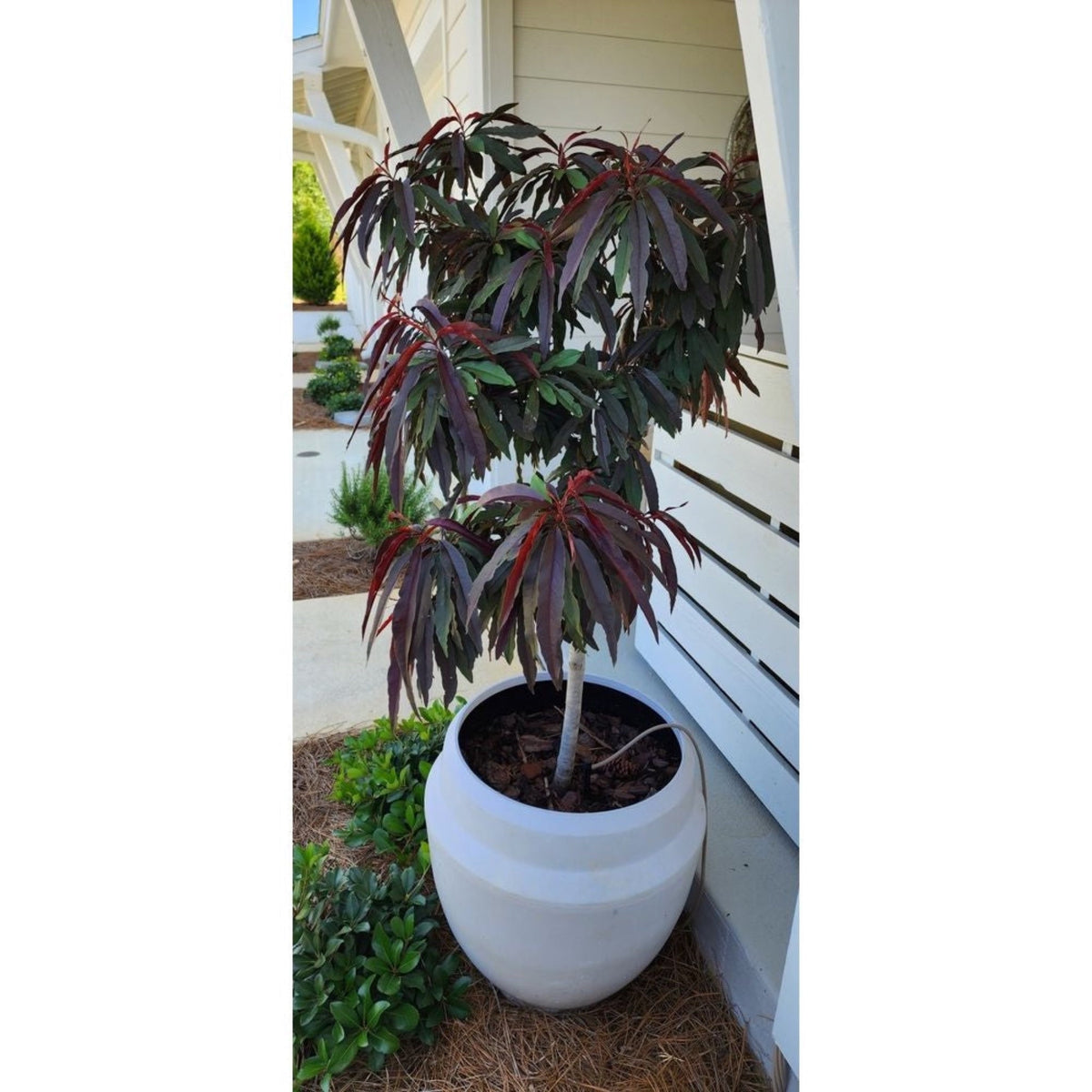 Dwarf peach tree with narrow burgundy-red leaves (view 2)