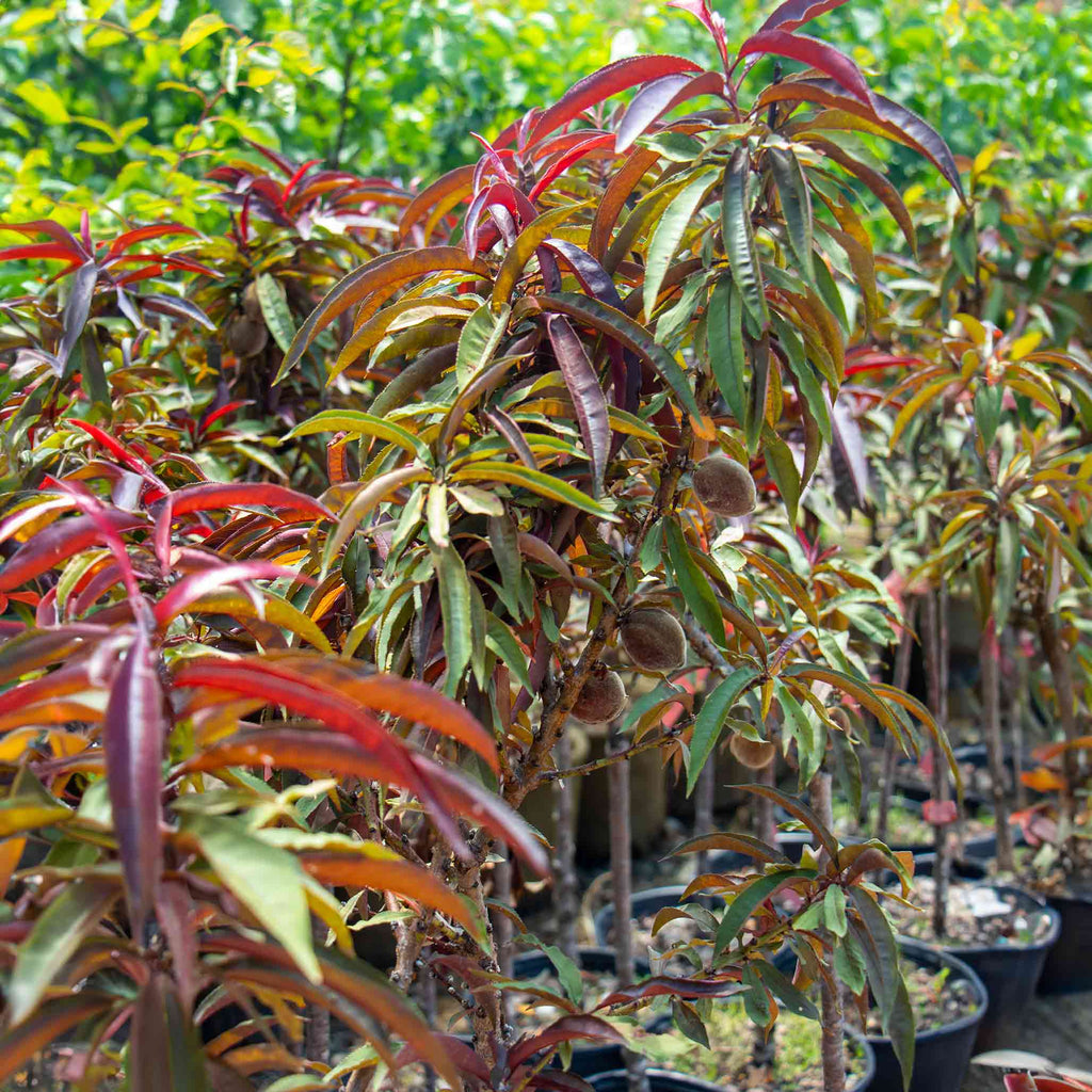 Dwarf peach tree with narrow burgundy-red leaves (view 3)
