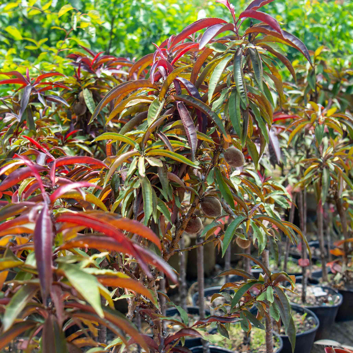 Dwarf peach tree with narrow burgundy-red leaves (view 3)