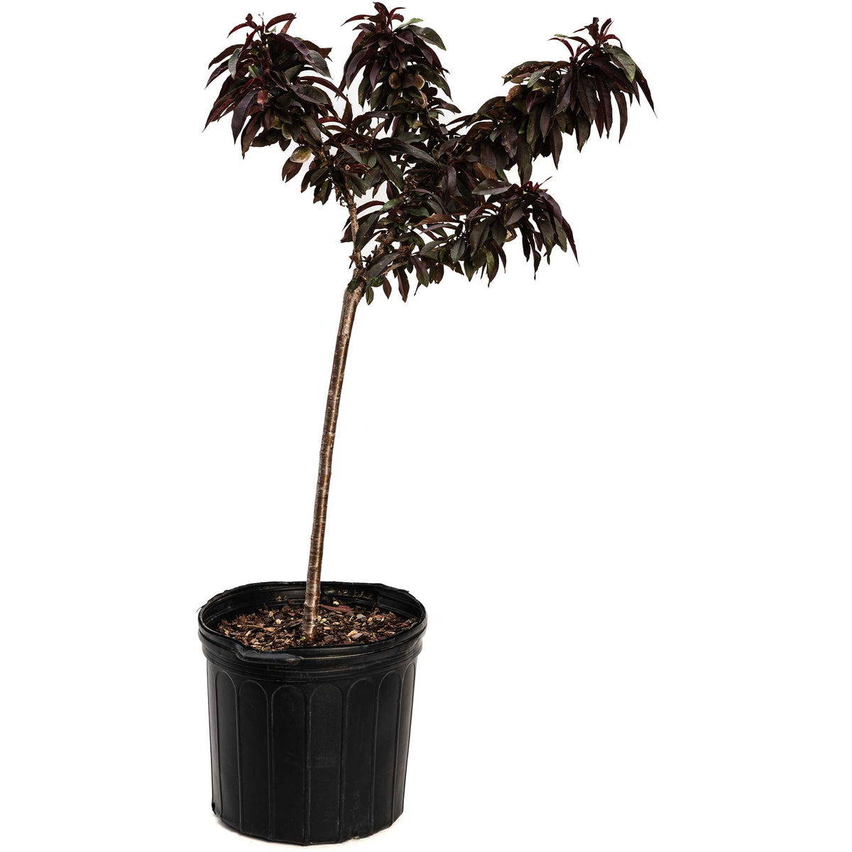 Dwarf peach tree with narrow burgundy-red leaves (view 4)