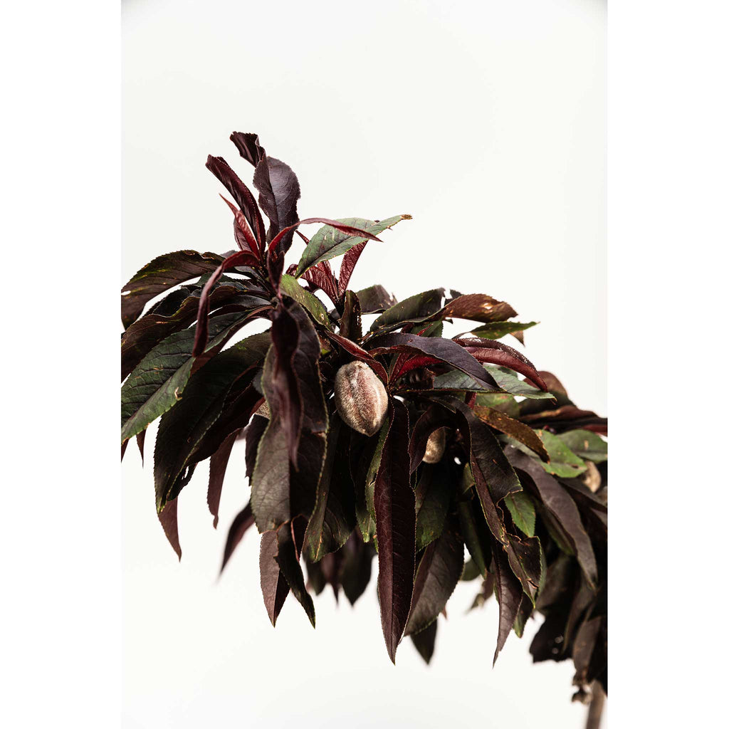 Dwarf peach tree with narrow burgundy-red leaves (view 5)
