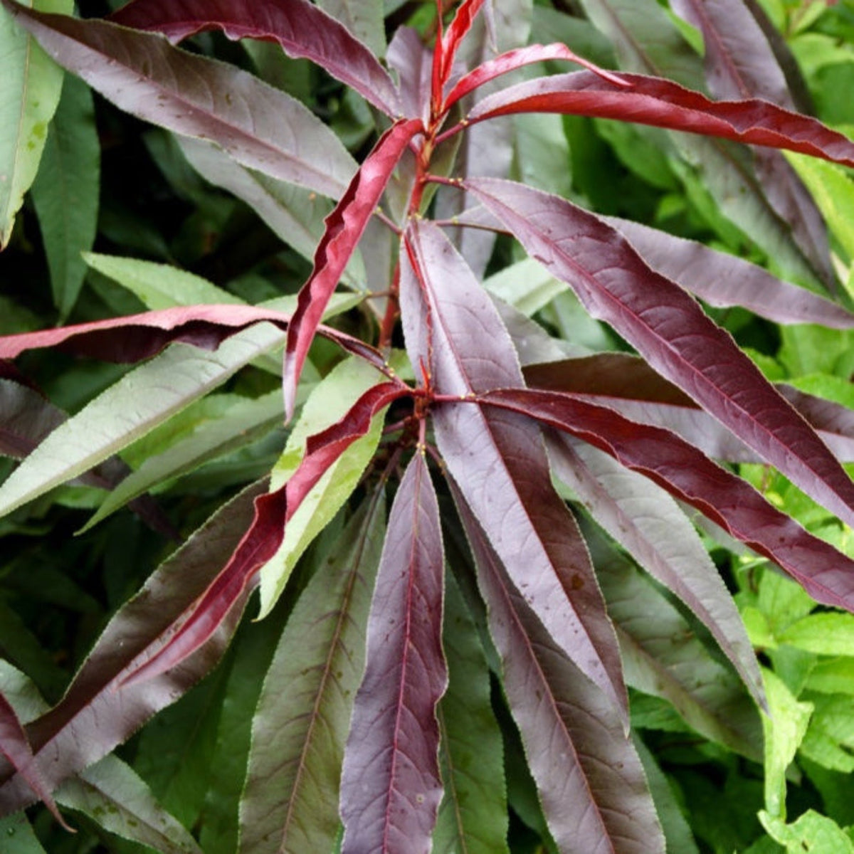 Dwarf peach tree with narrow burgundy-red leaves (view 6)