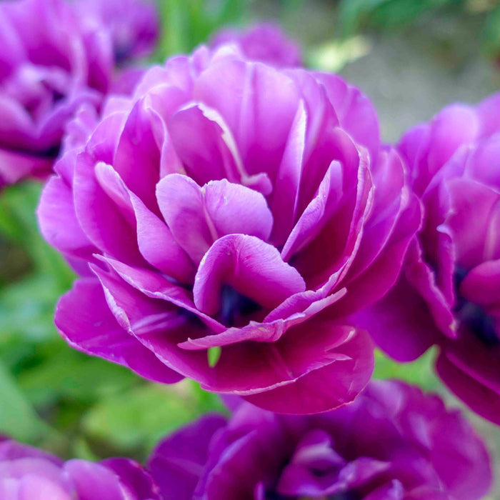 Peony Tulip 'Blue Spectacle'