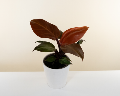 Philodendron 'Fall Leaves'