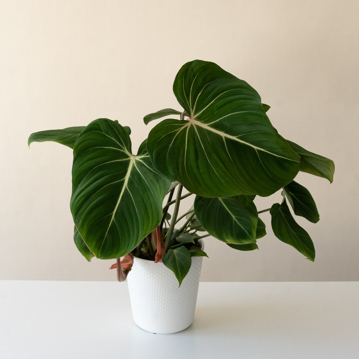 Philodendron gloriosum with large velvety heart-shaped leaves and white veins