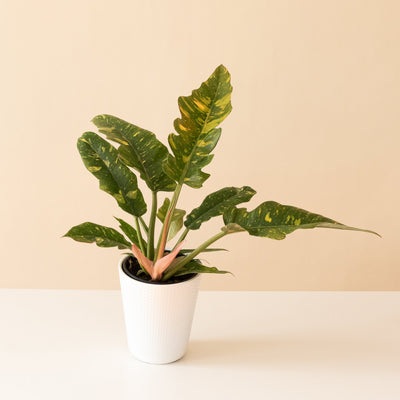 Philodendron 'Golden Girl'