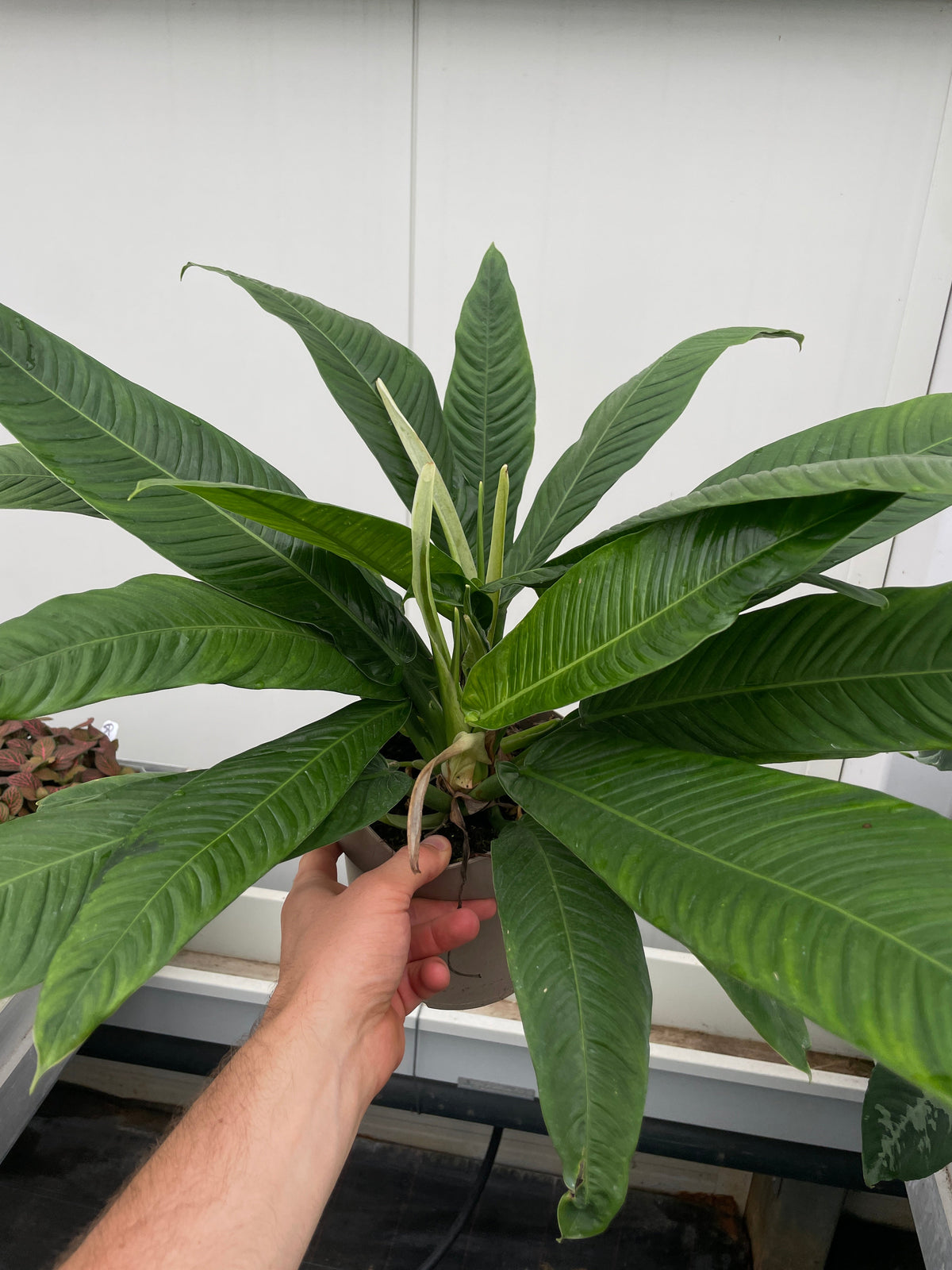 Upright philodendron with deep green leaves in a pot