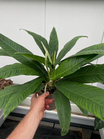Philodendron 'Mossy Frond'