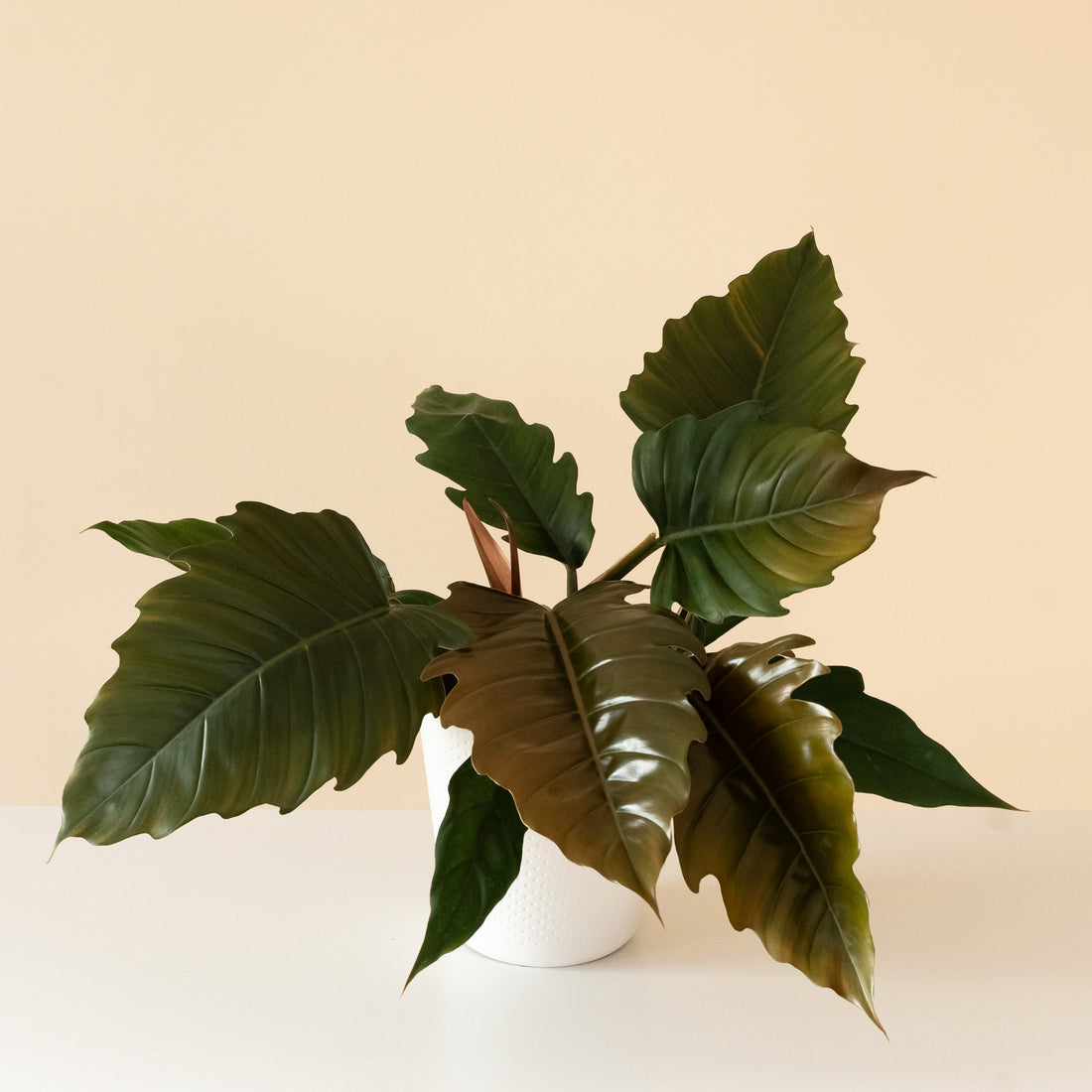 Philodendron with wide deeply lobed zigzag-edged dark green leaves