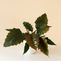 Philodendron with wide deeply lobed zigzag-edged dark green leaves
