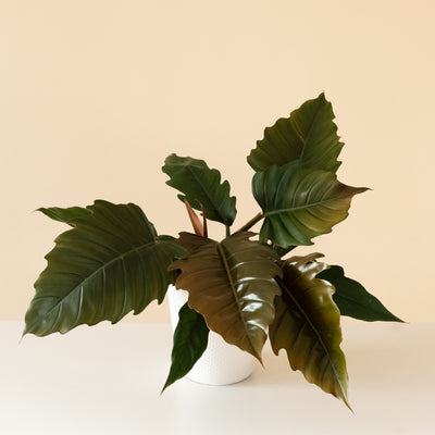 Philodendron 'Zigzag'