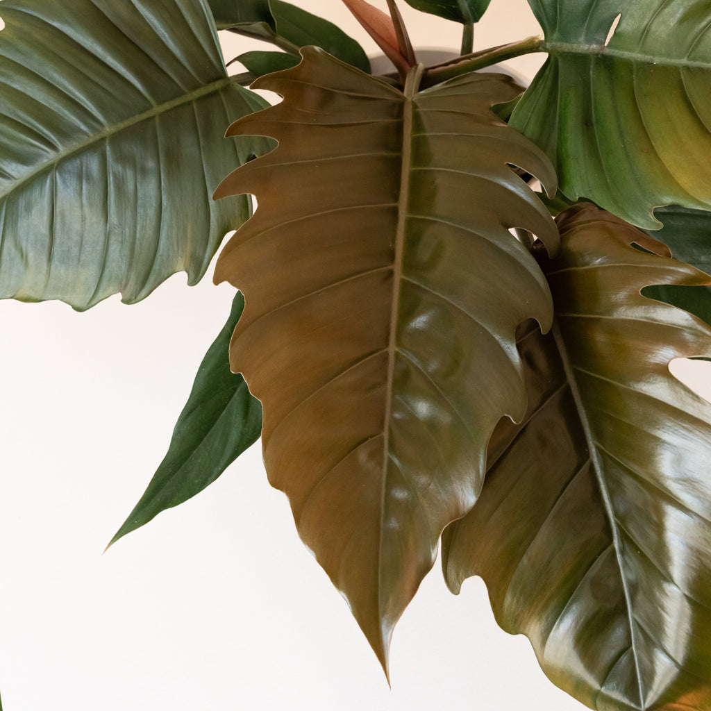 Philodendron 'Zigzag', view 2