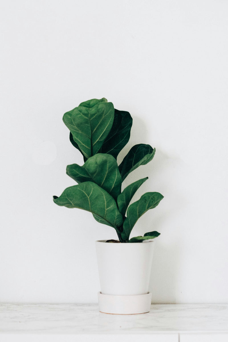 The Plant Nook