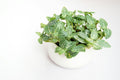 A nerve plant in a white pot