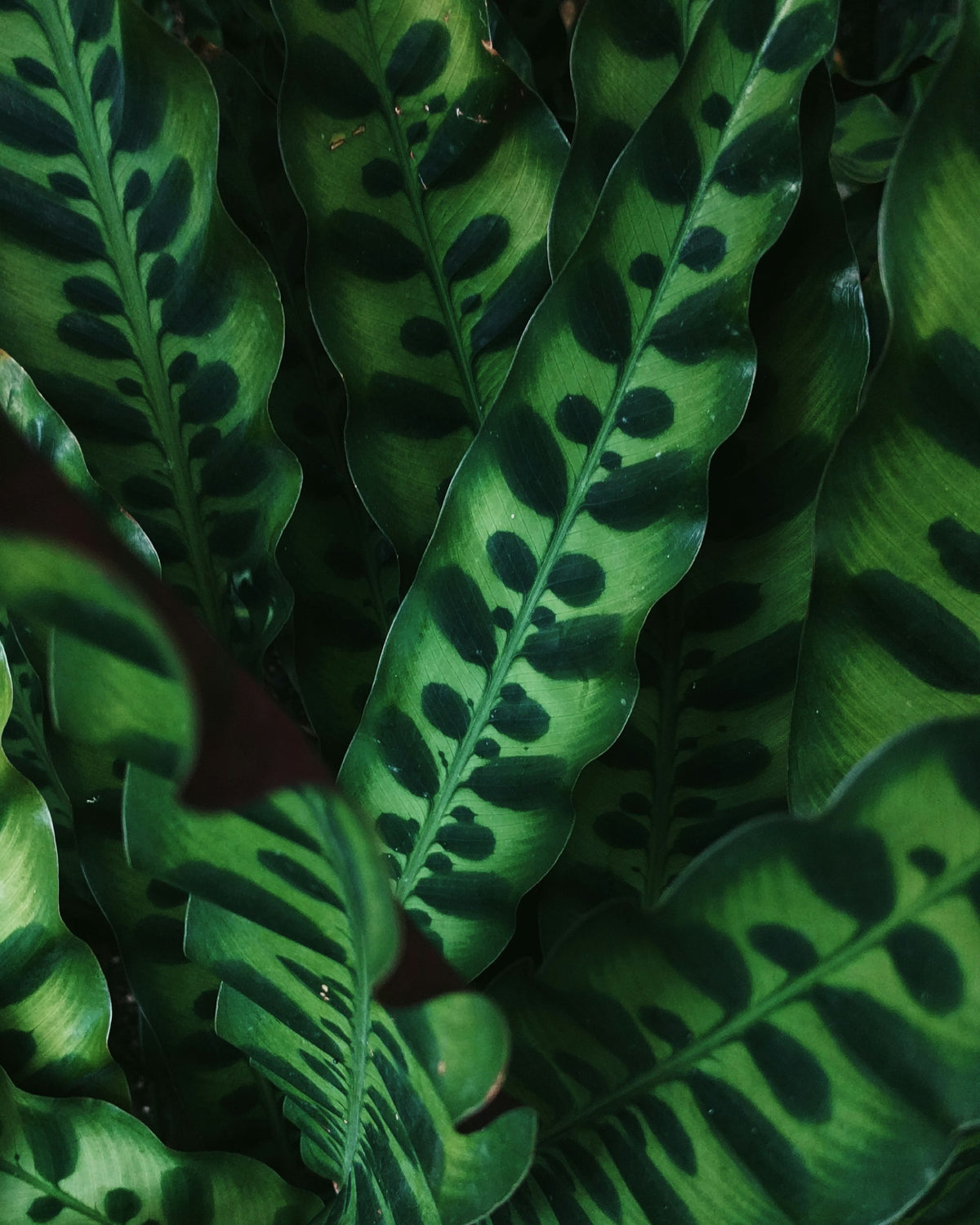 Patterned calathea leaf