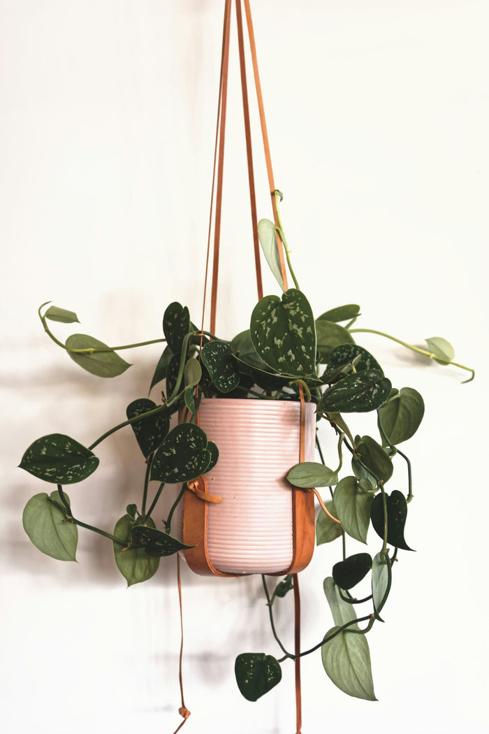 Satin Pothos 'Silver Splash'