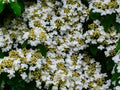 Doublefile viburnum in bloom