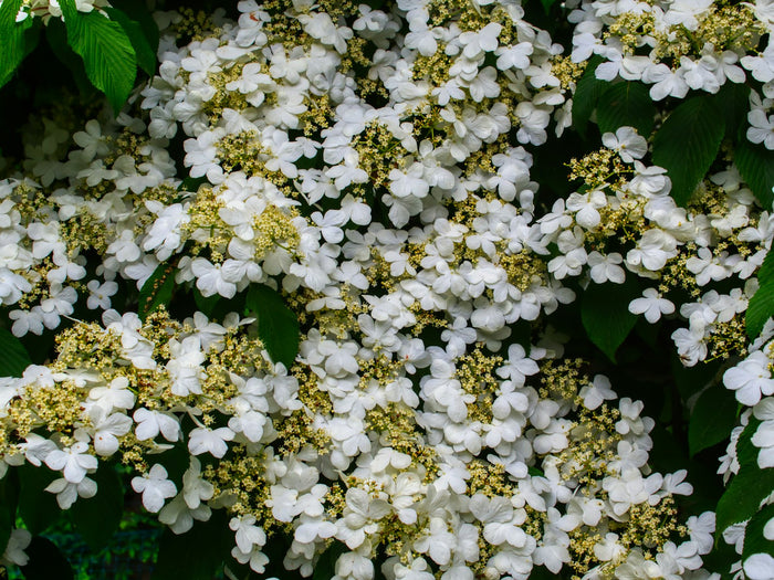Doublefile Viburnum 'Mariesii'