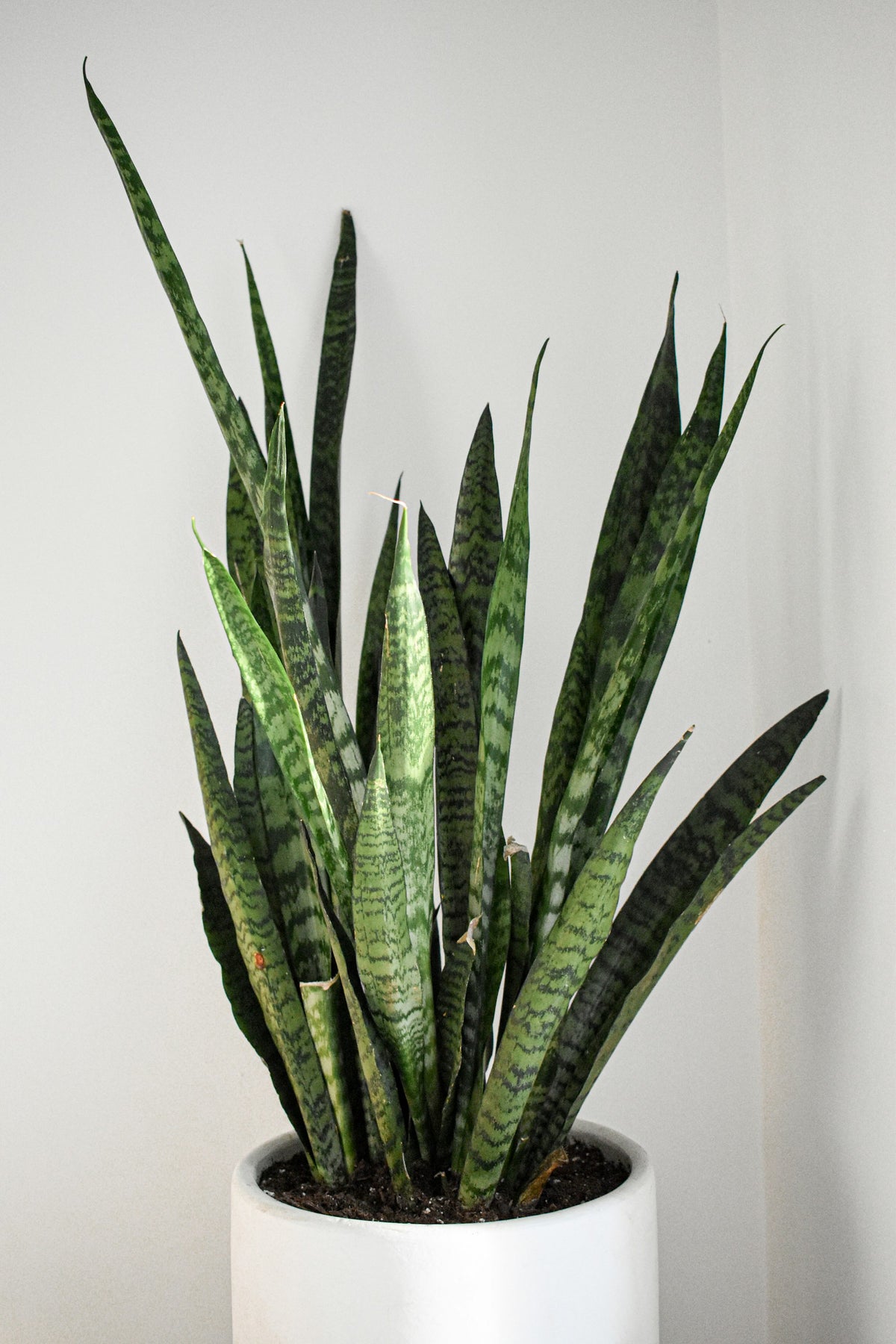 Snake plant in a white pot