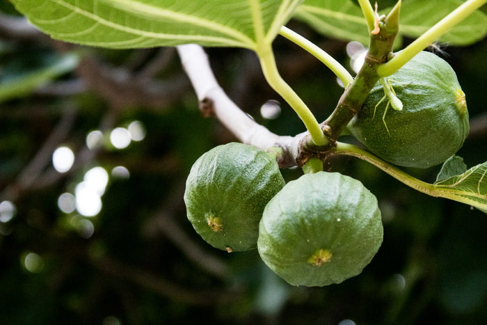 Fig 'Chicago Hardy'