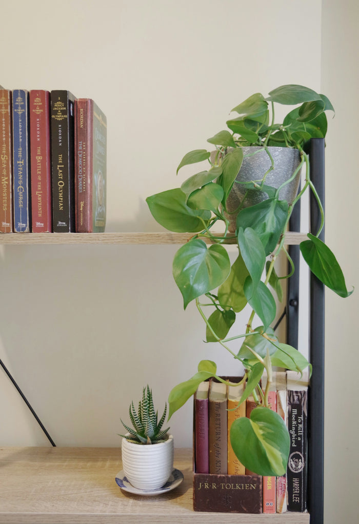 Heartleaf Philodendron 'Snowdrift'