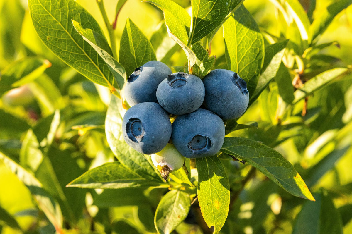 Ripe blueberries on the bush