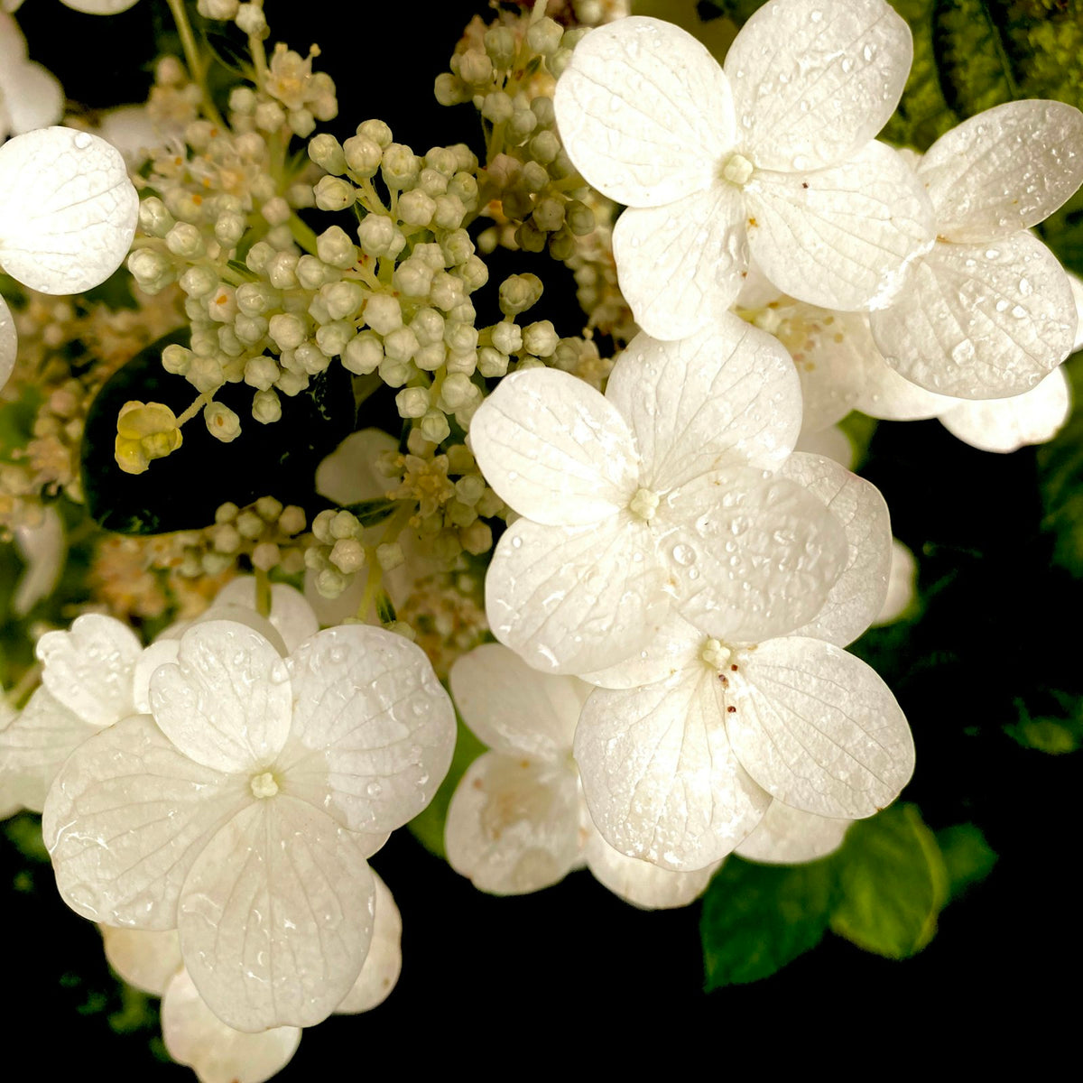 Oakleaf hydrangea flowers