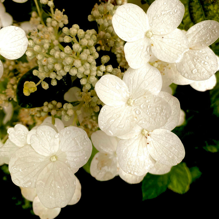 Oakleaf Hydrangea 'Ruby Slippers'