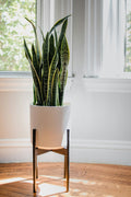 A snake plant in a pot