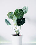Anthurium in a white ceramic pot
