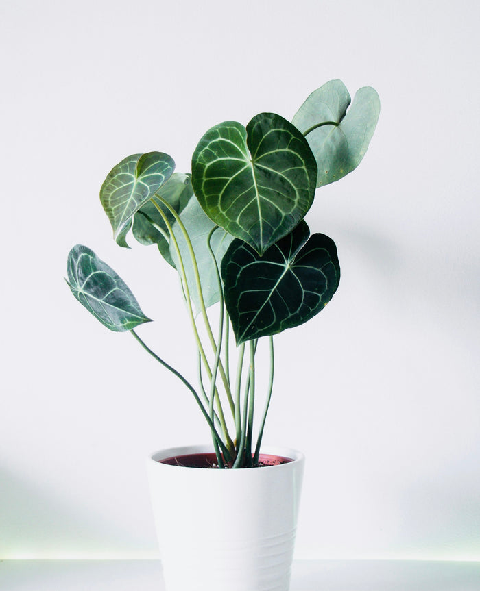 Anthurium 'Heart's Desire'
