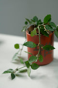 A hoya trailing from a terracotta pot