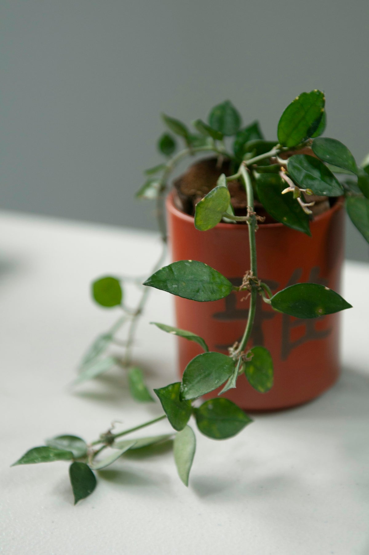 A hoya trailing from a terracotta pot