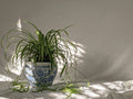 Spider plant in a blue and white pot