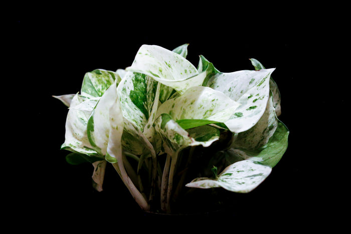 Marble Pothos 'Snowy Morning'