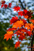 A red Japanese maple