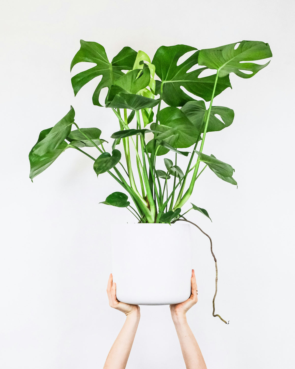 Monstera in a white ceramic pot